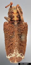  Trachysomus mexicanus , holotype specimen; © E.H. Nearns